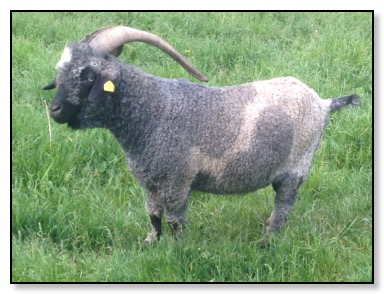 Percy Pinto angora goat buck